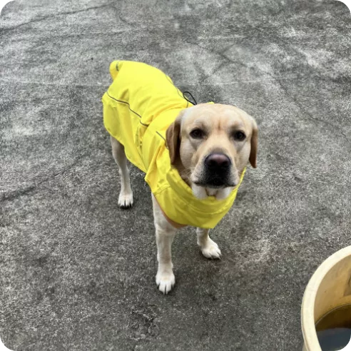 雨の必需品