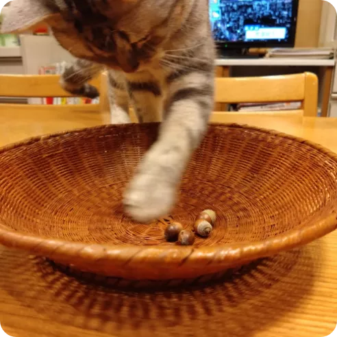どんぐりと遊ぶ猫